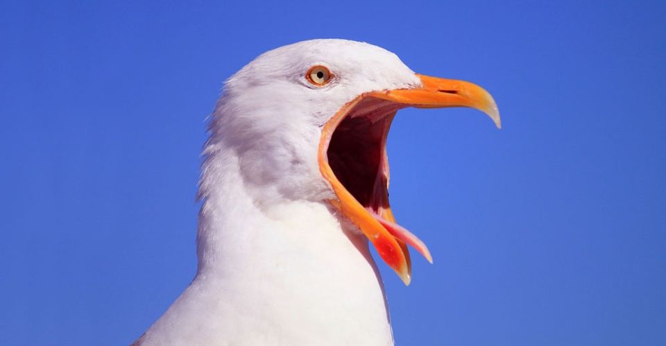 bird with open mouth
