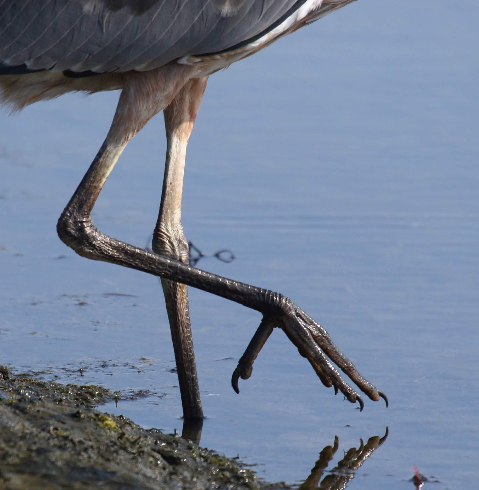 heron legs