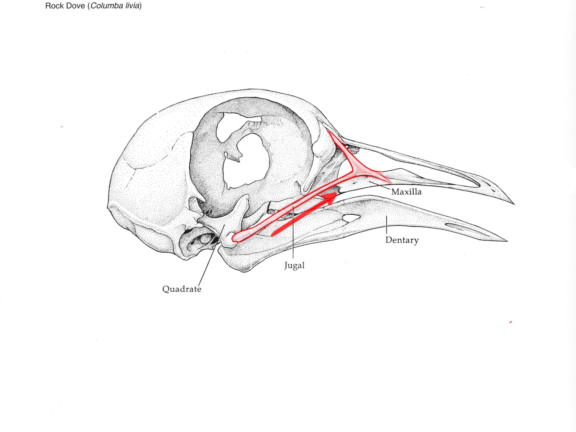 bird jugal bone