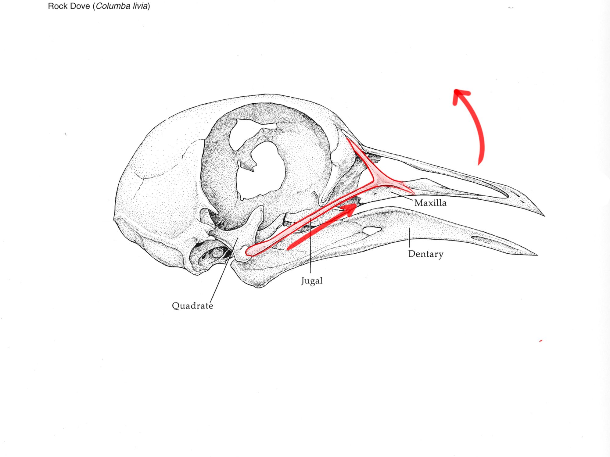 bird maxilla