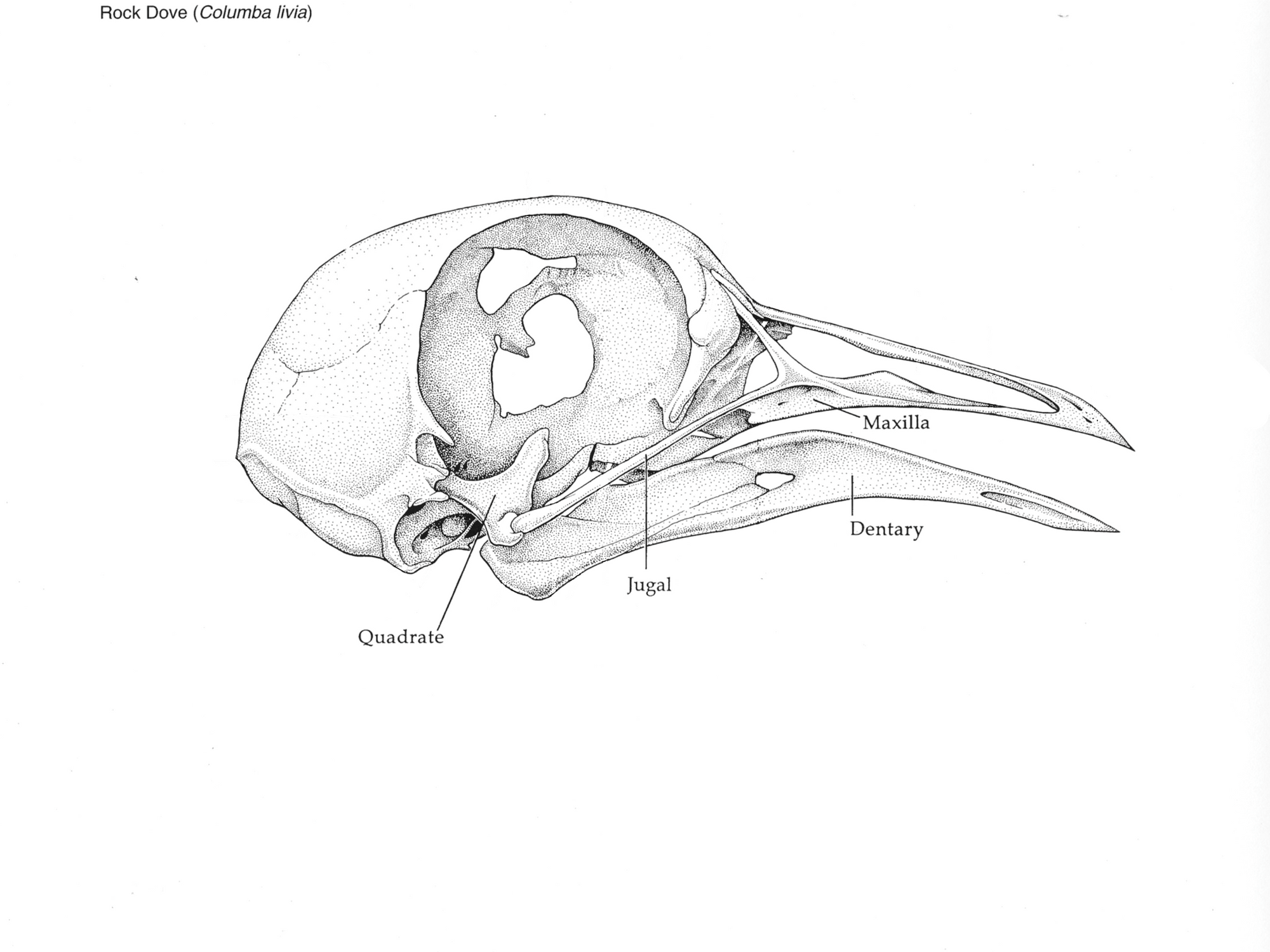 bird skull