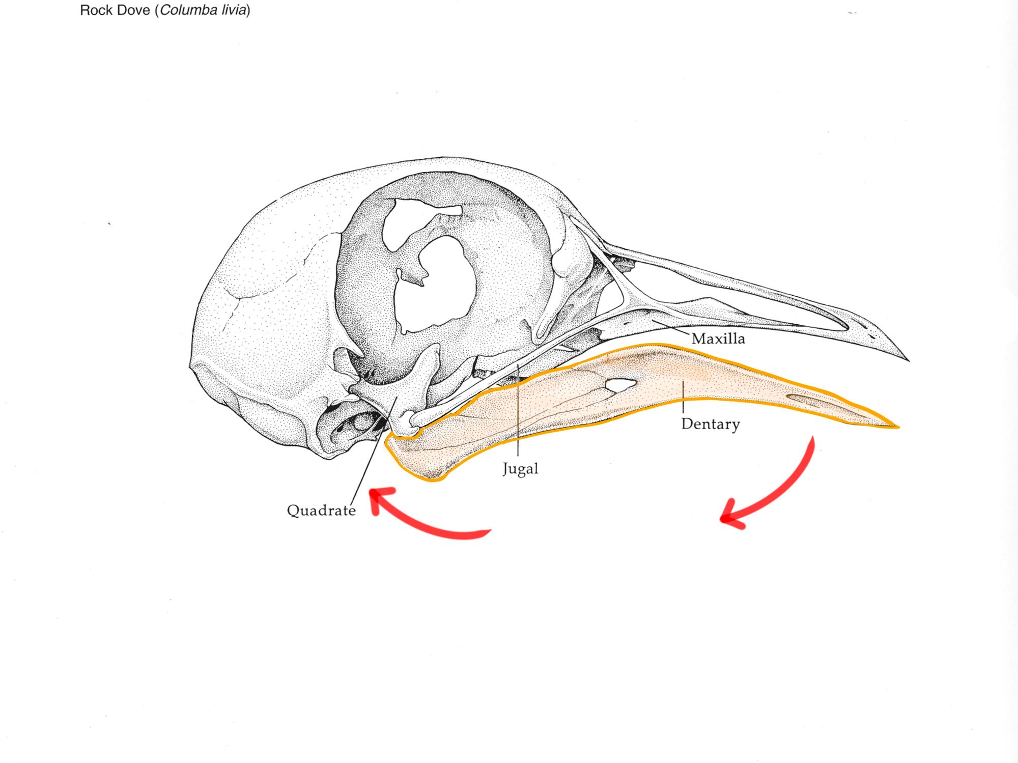 bird dentary