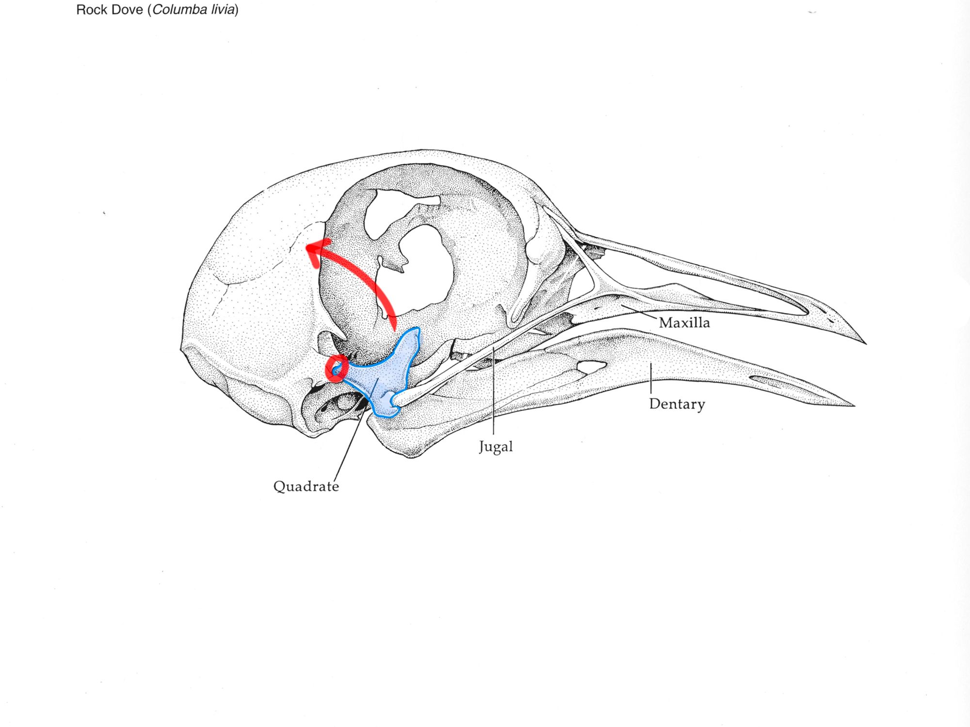 bird quadrate bone