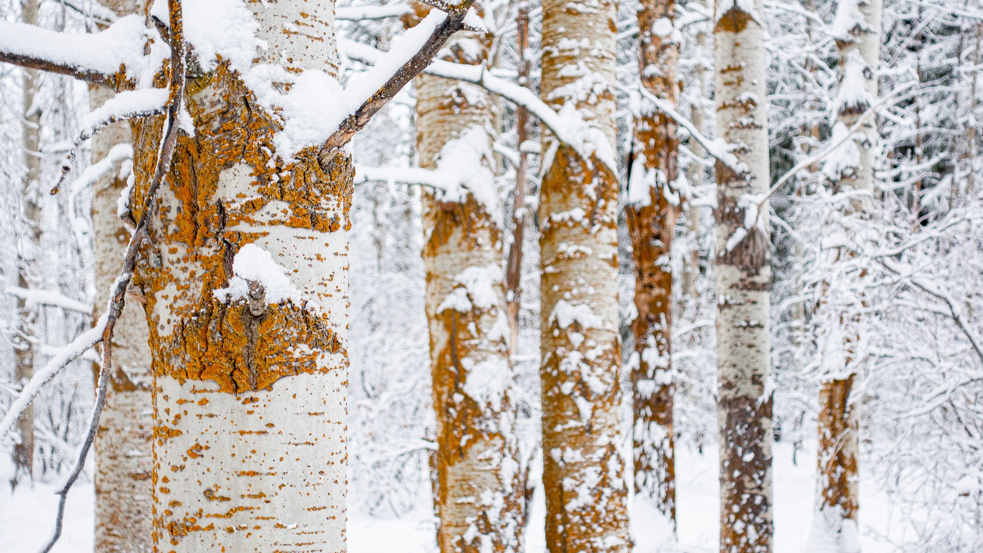 Aspens in winter