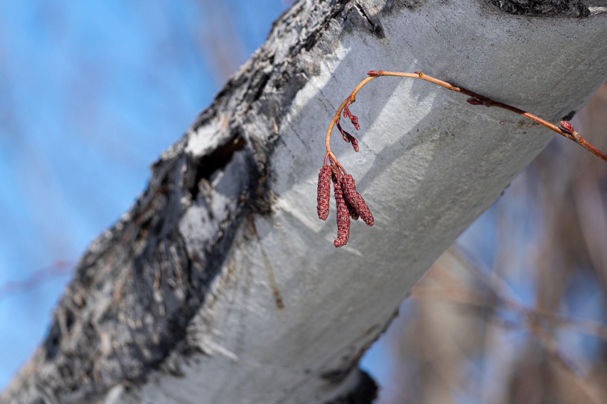 aspen cones