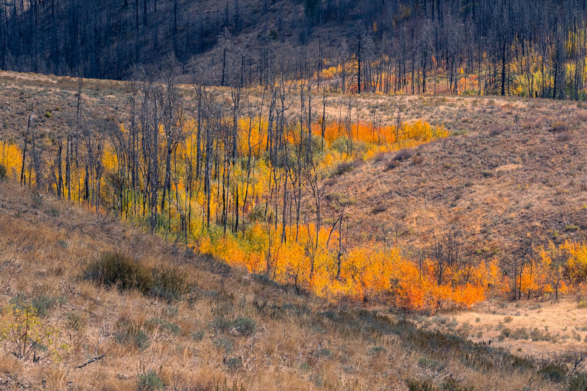 aspens on grassy hillside