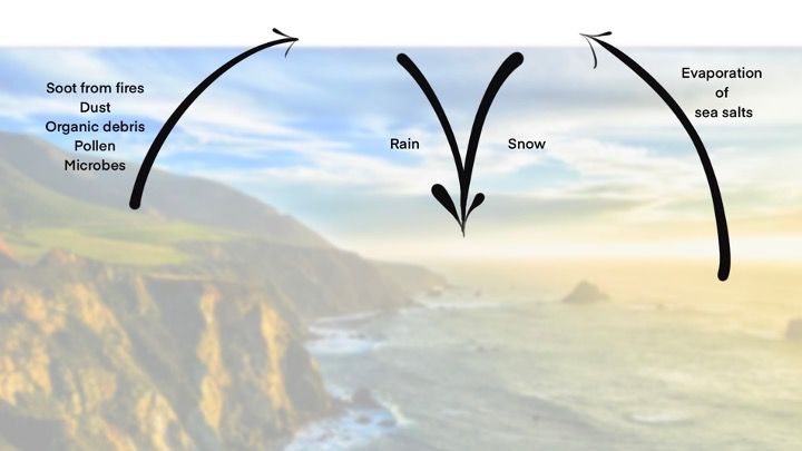 atmospheric carbon cycle