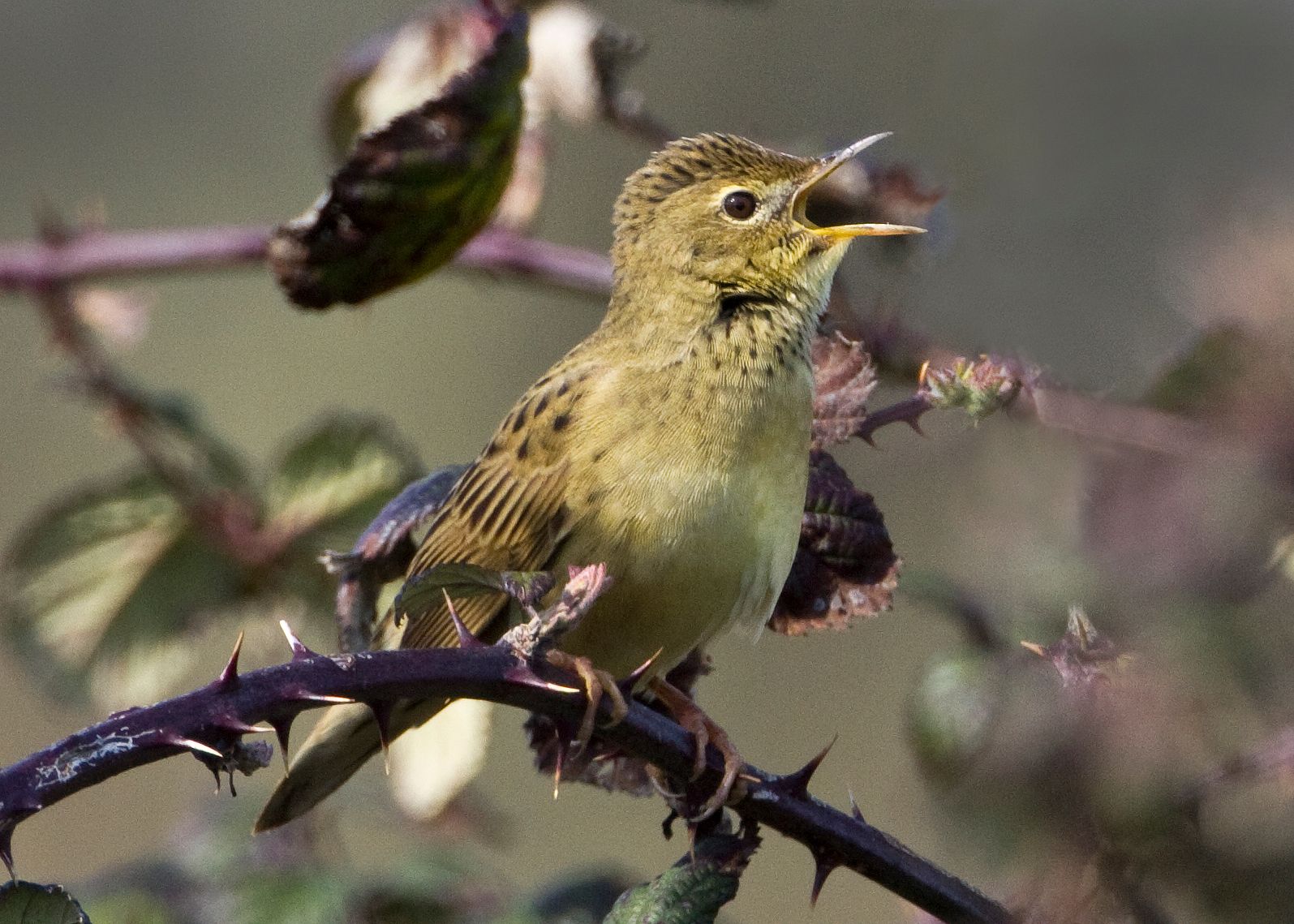 singing bird