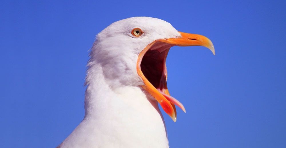 bird with mouth open