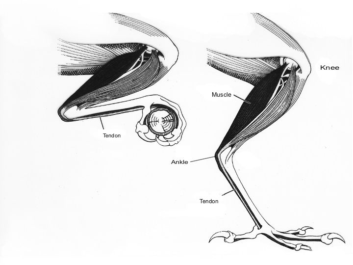 anatomy of a bird leg