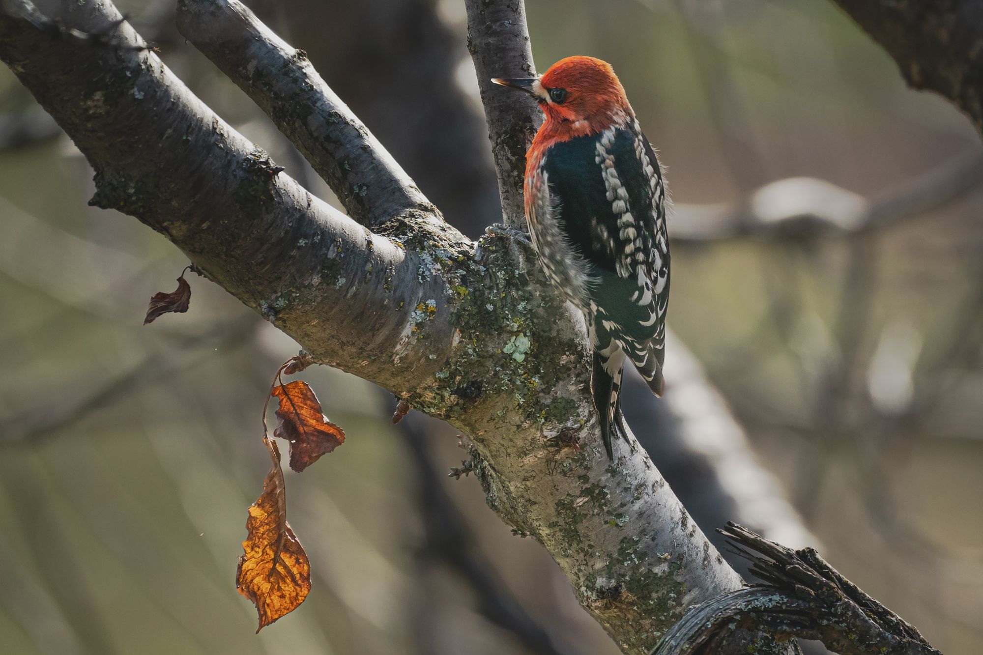 Red-breasted sapsucker