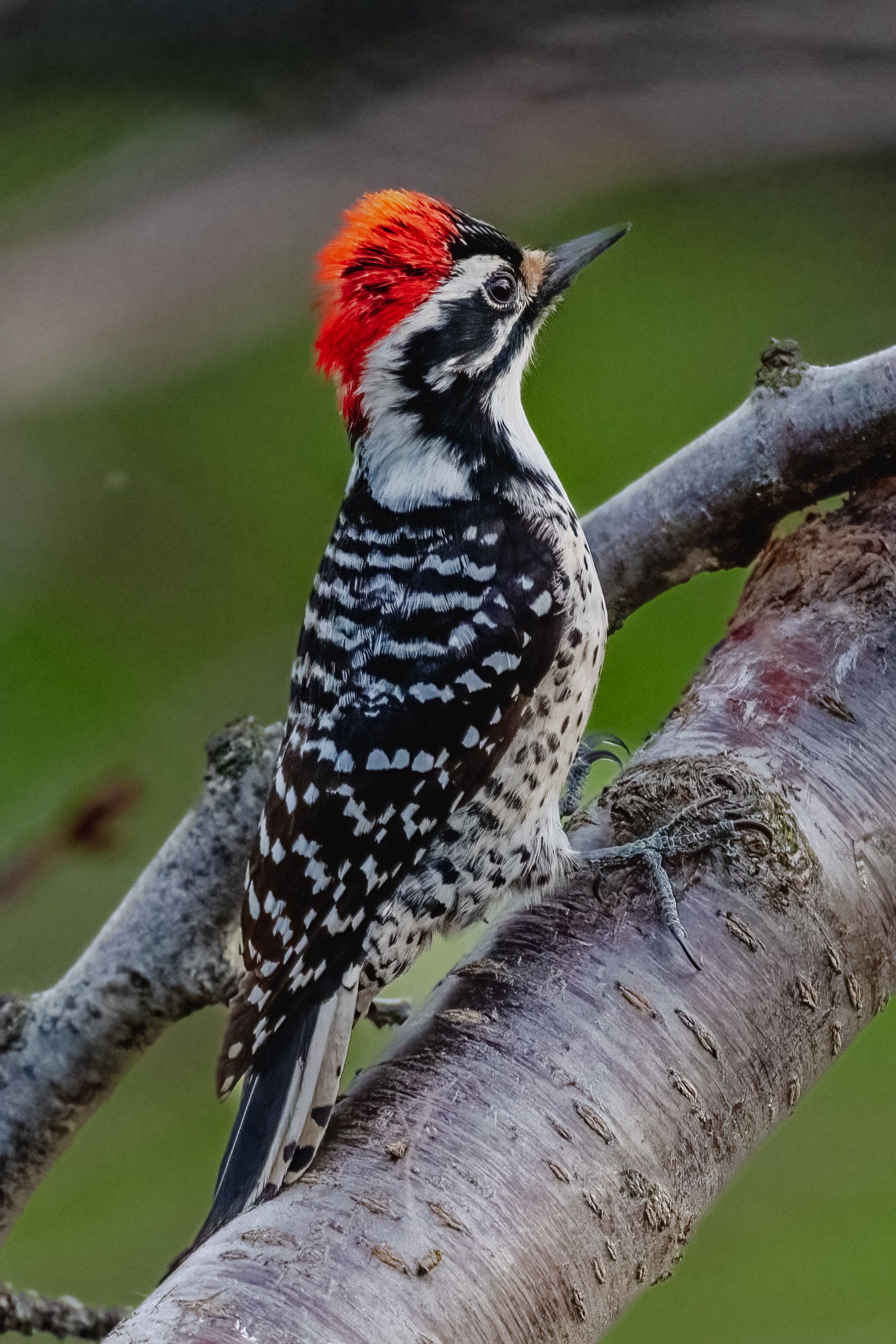 Nuttall's woodpecker