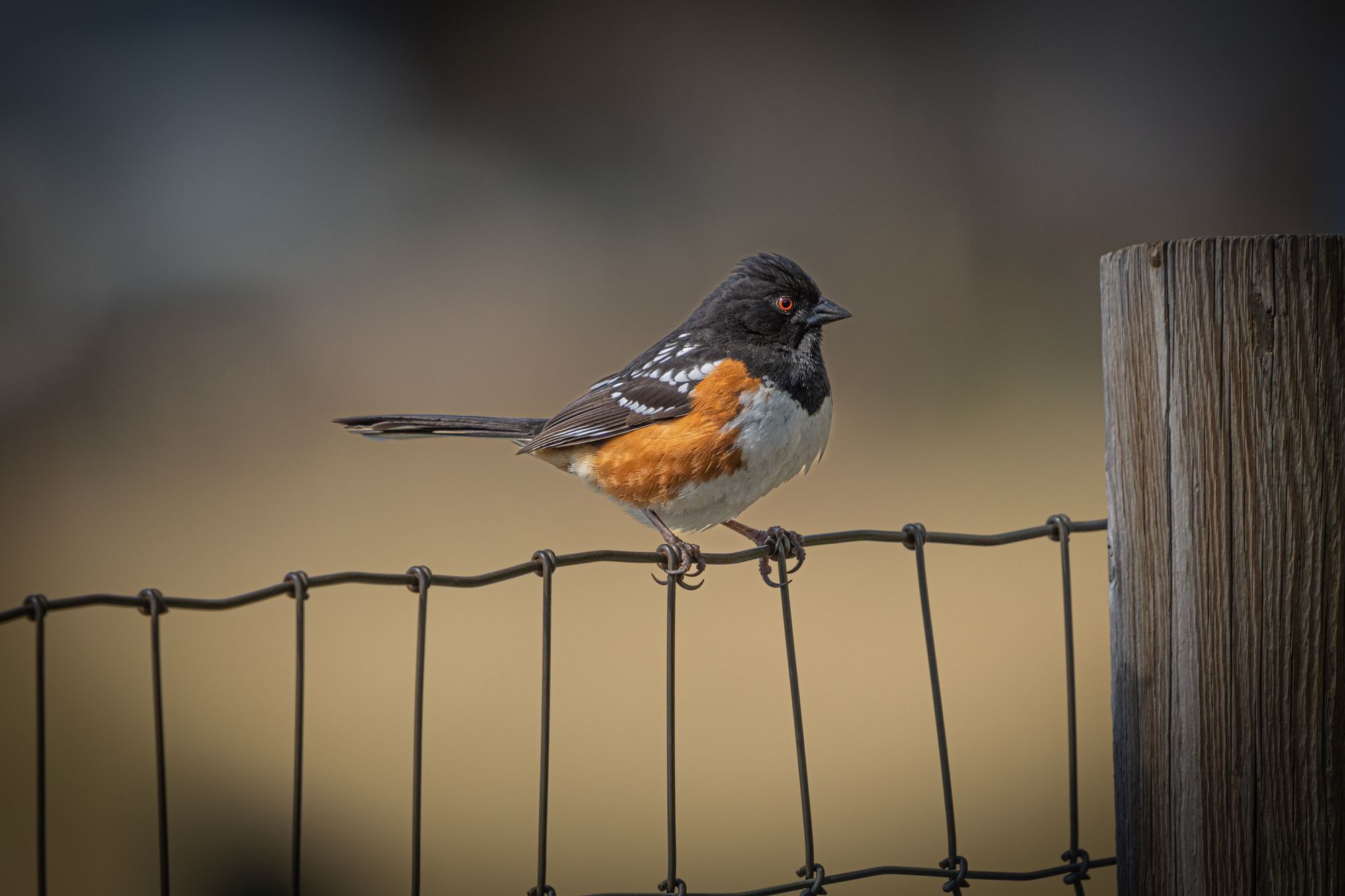 Spotted Towhee