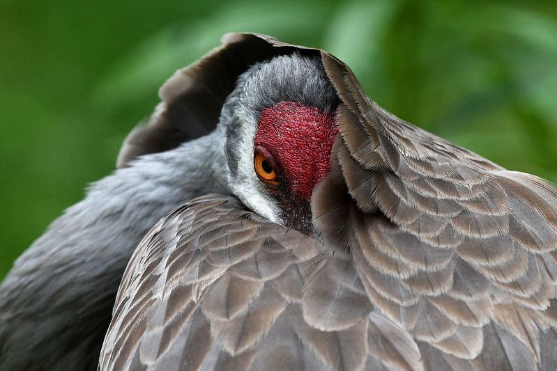 Sandhill crane closeup