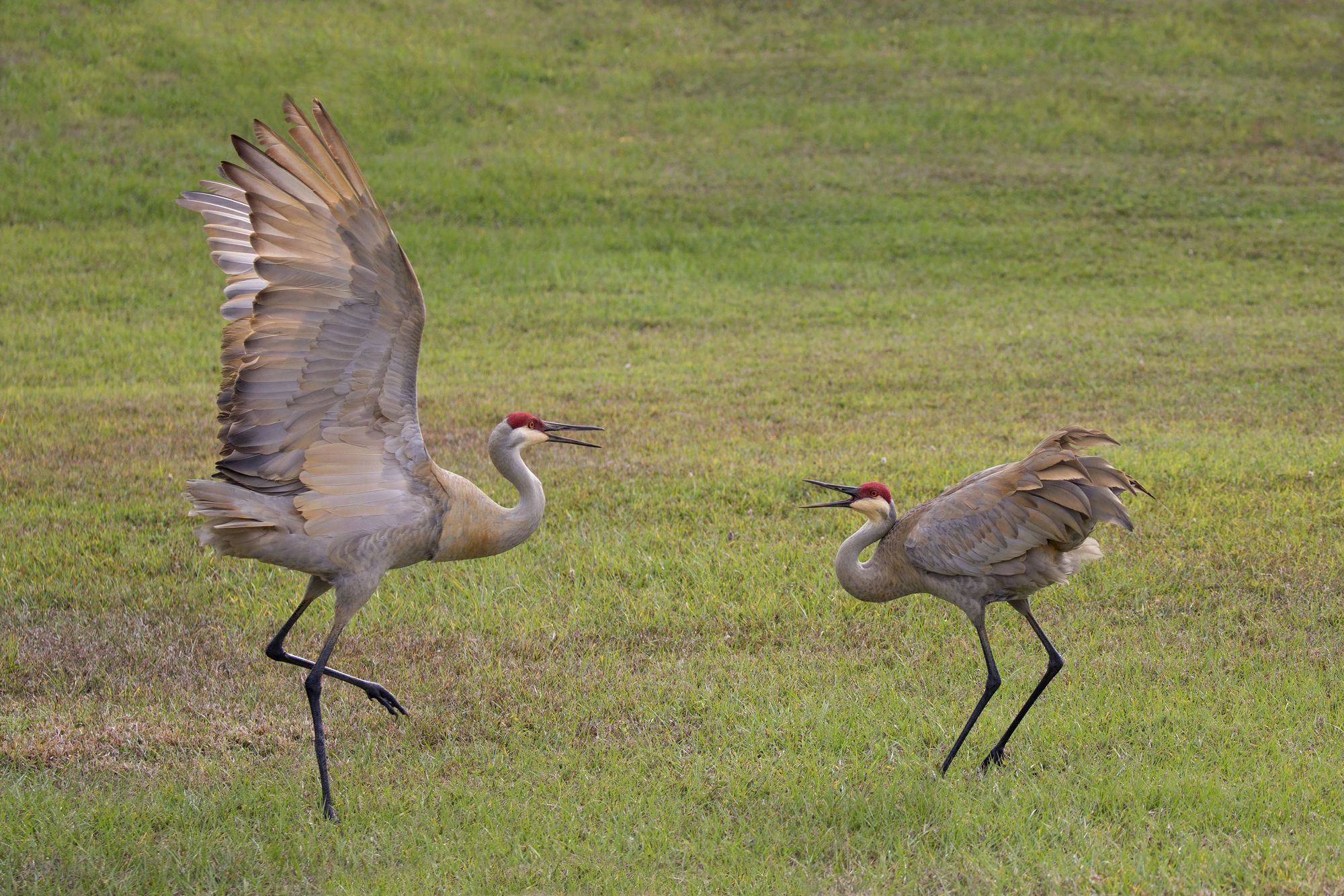 Dancing Sandhill cranes