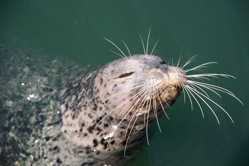 harbor seal whiskers