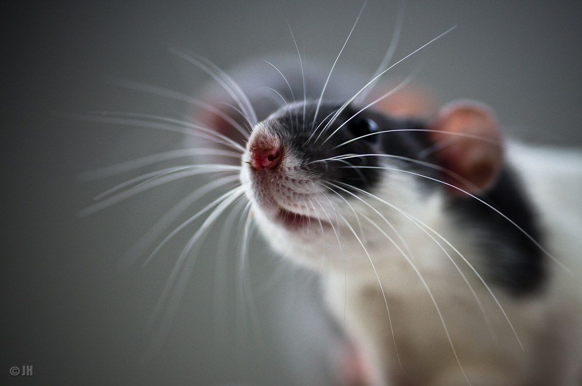 rat whiskers