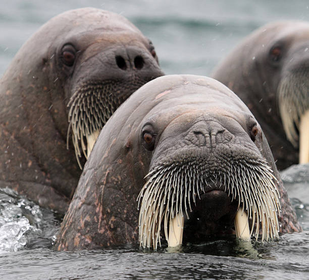 Walrus whiskers