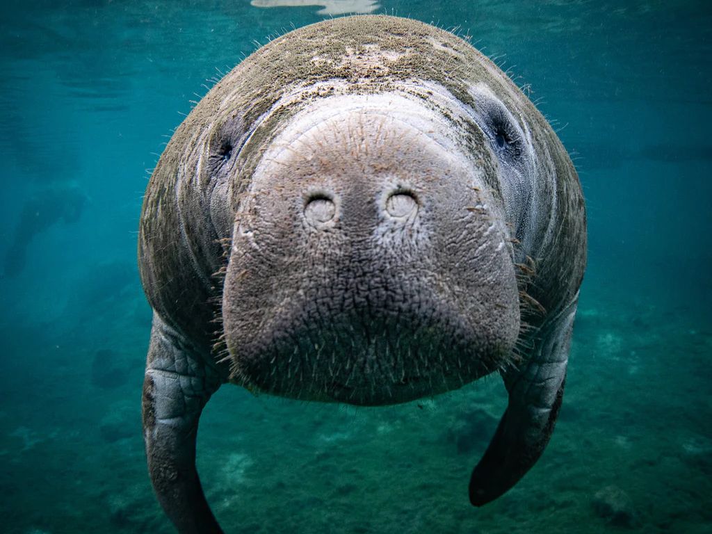 Manatee whiskers