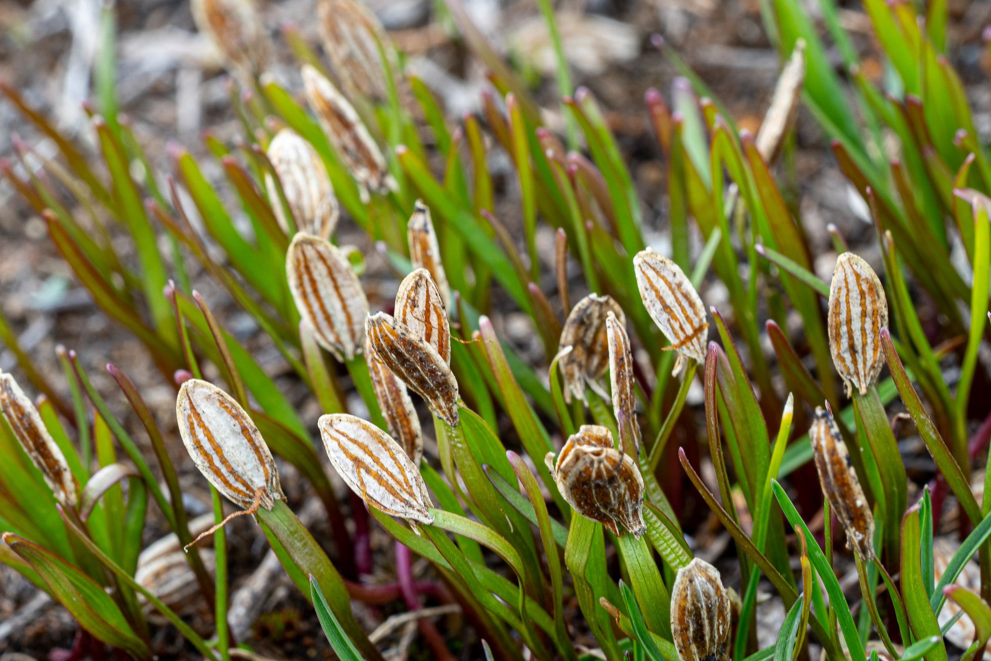 Sprouting seeds