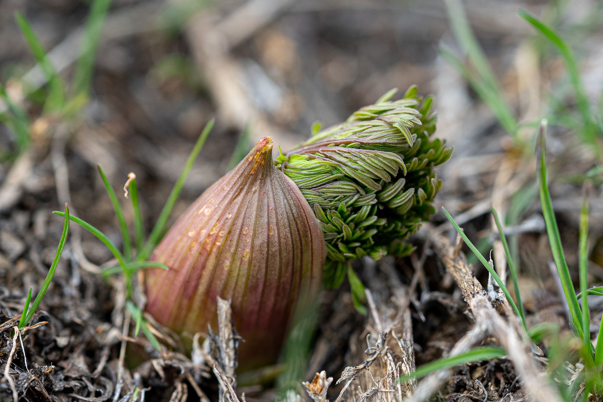 New sprouts from bulb