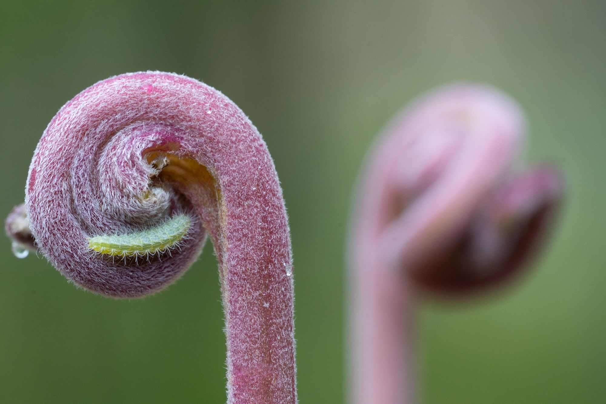 Unfurling fronds