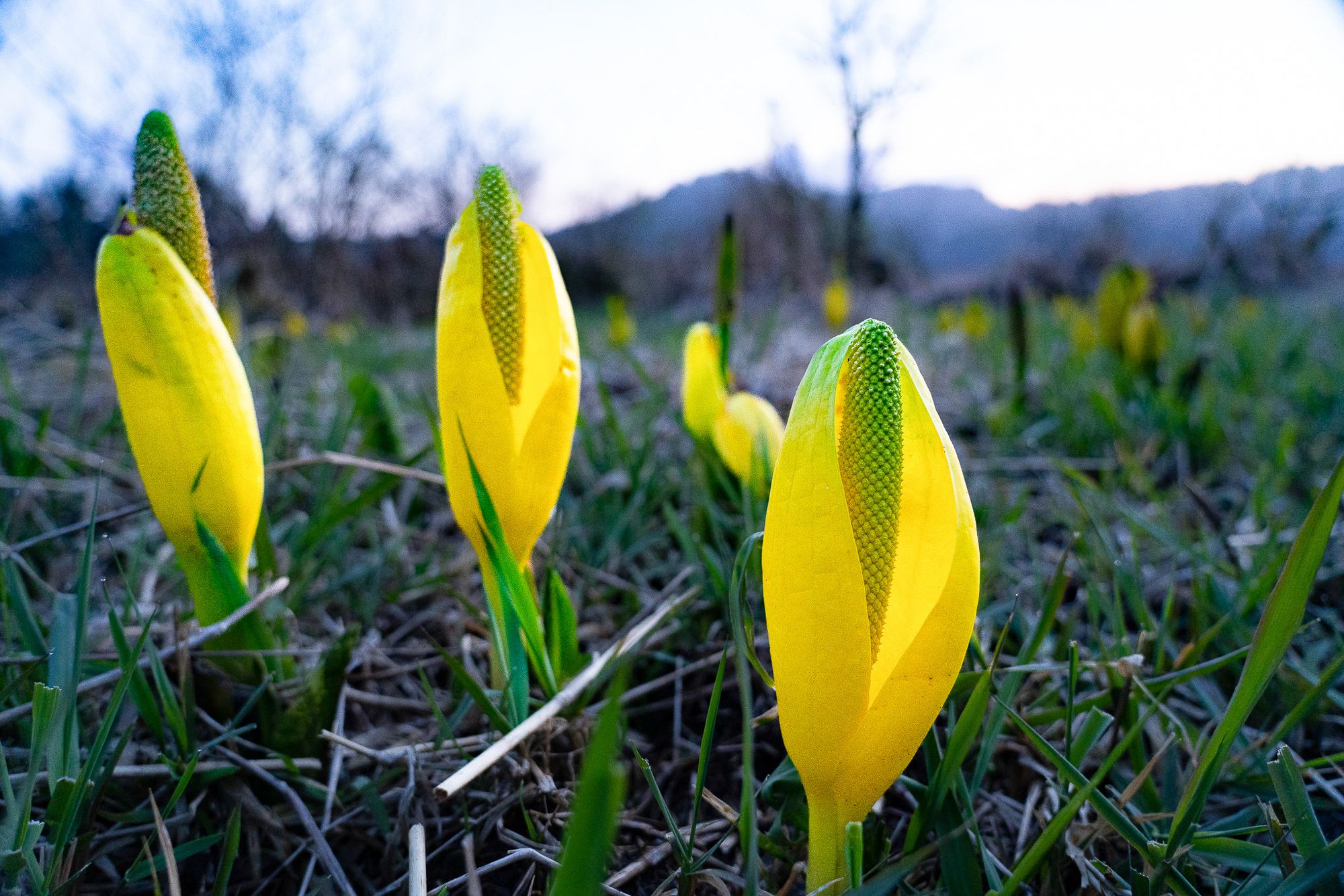 Skunk cabbage flowers