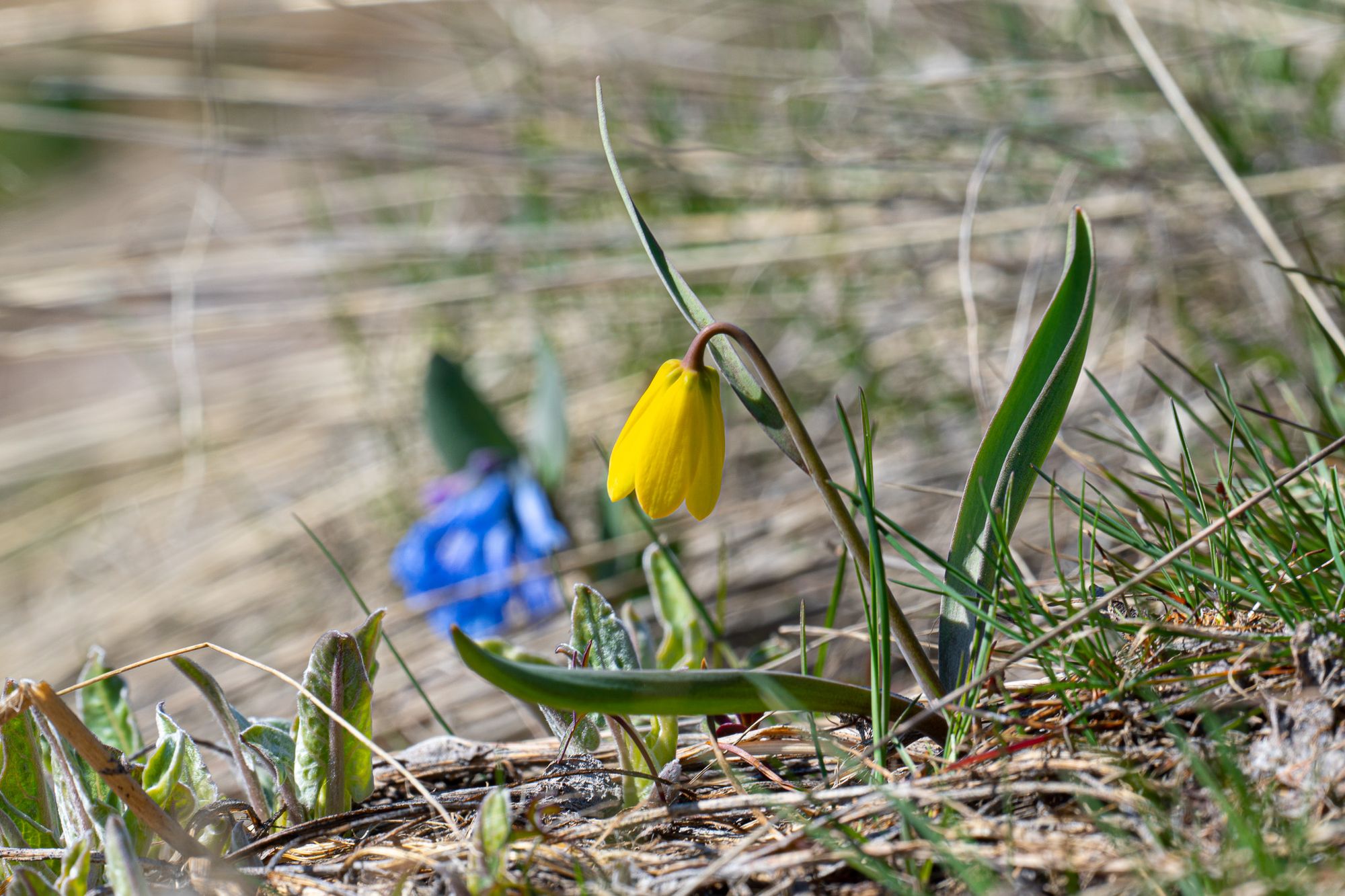 Yellow bell and bluebell flowers