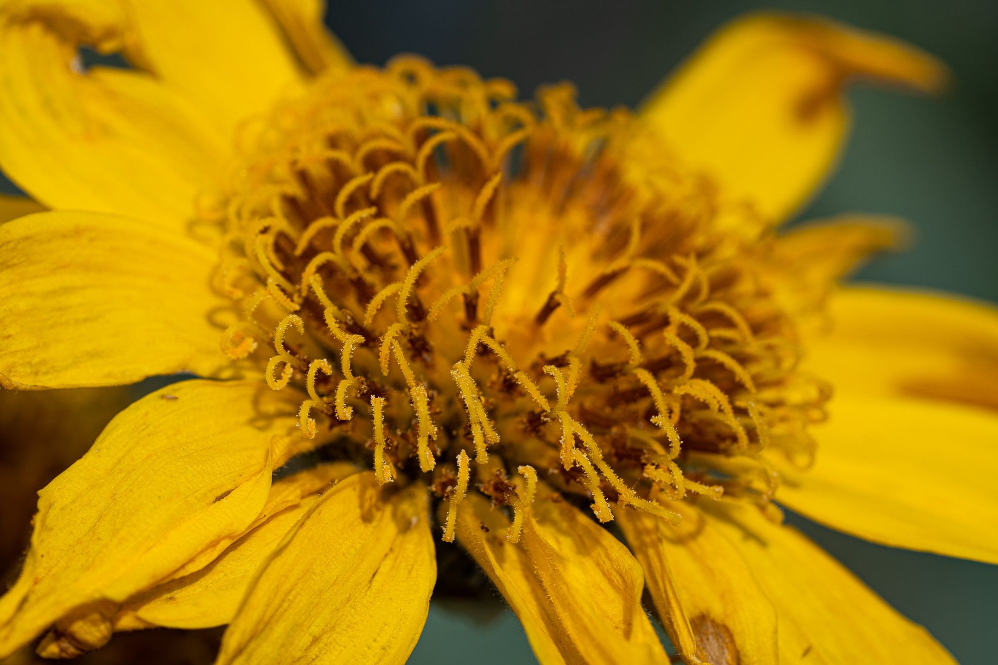 composite flower