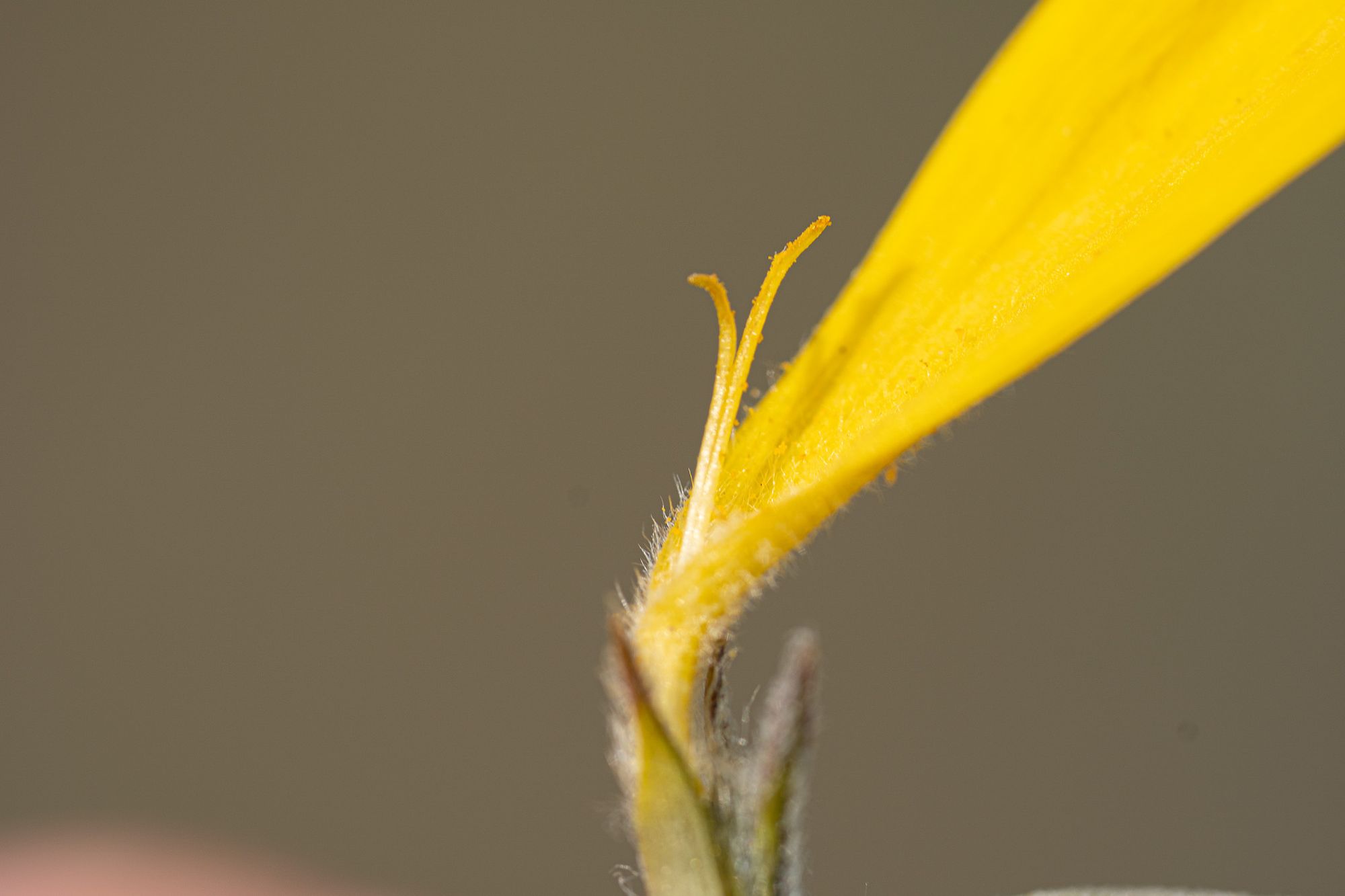 ray flower of a composite flower