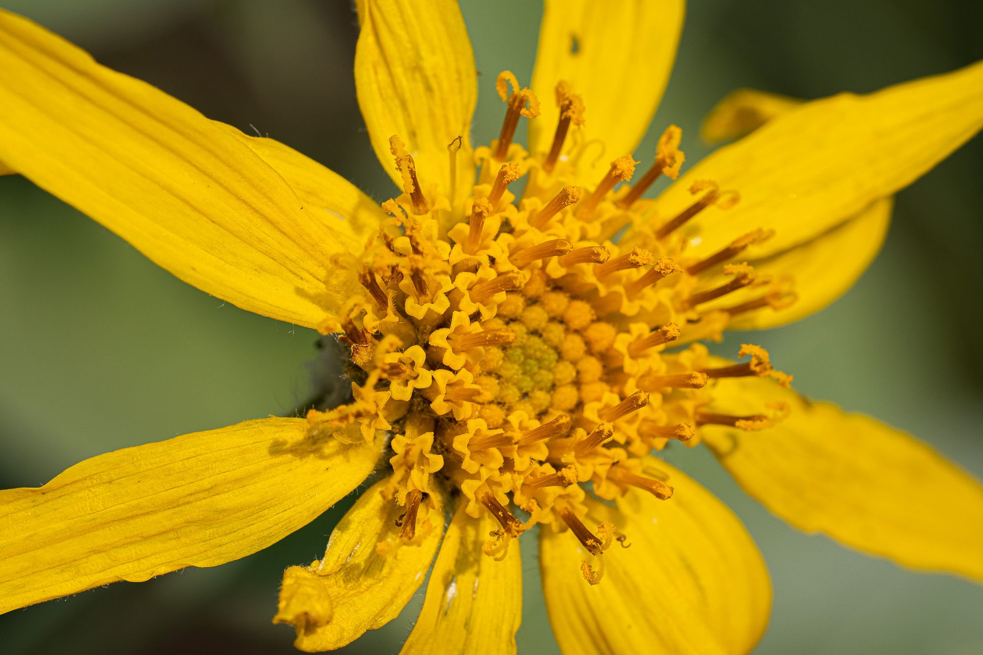 detail of composite flower