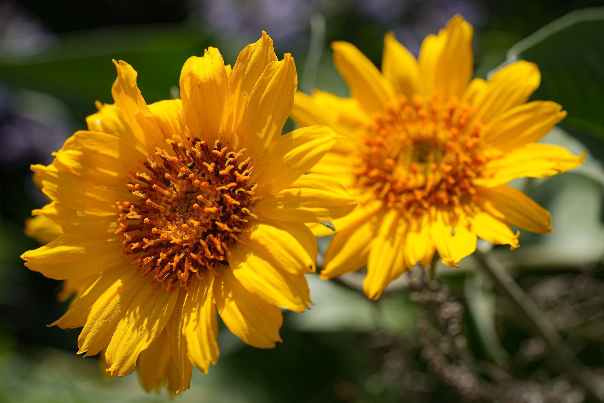 composite flowers