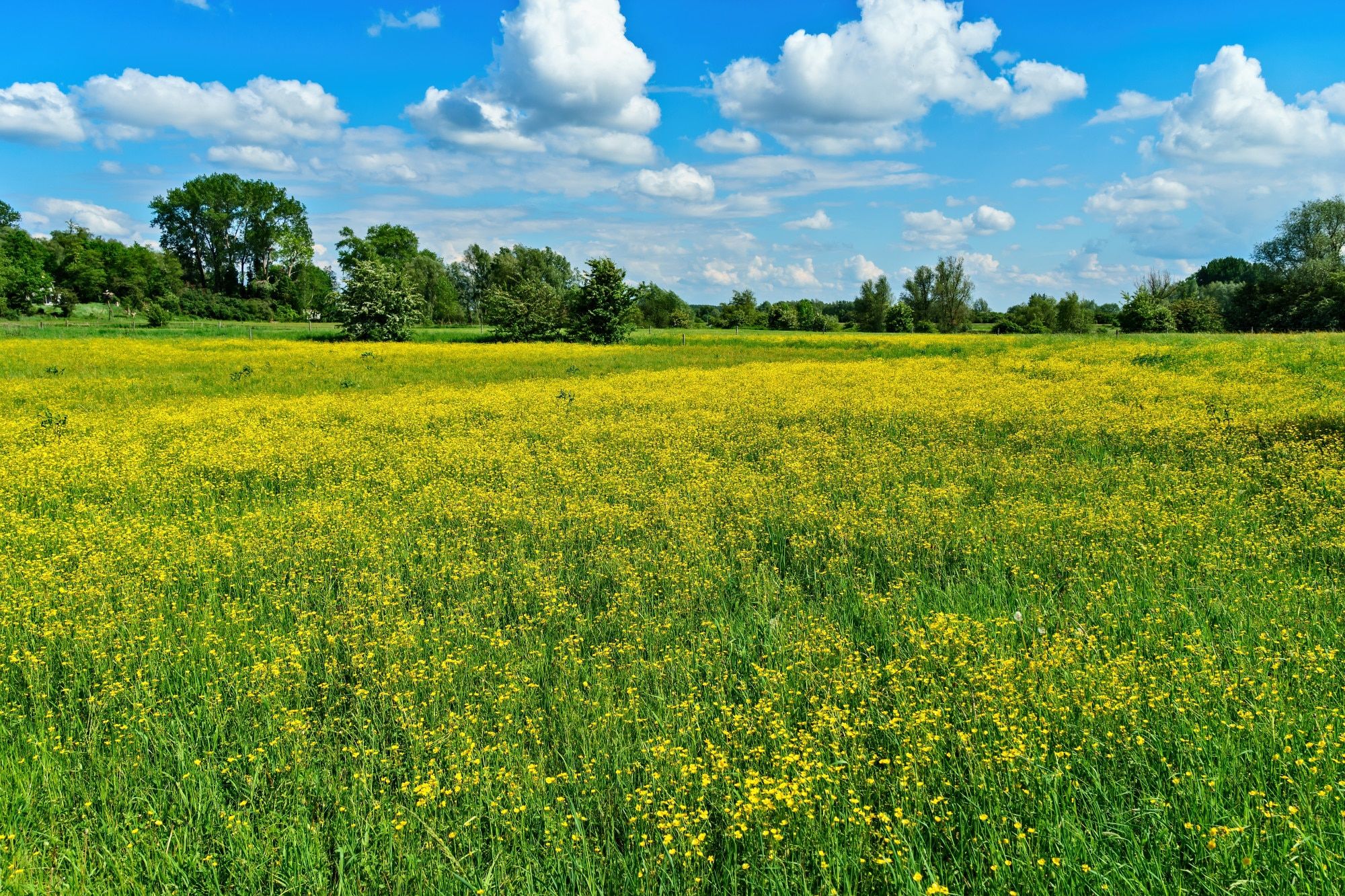 meadow and forest