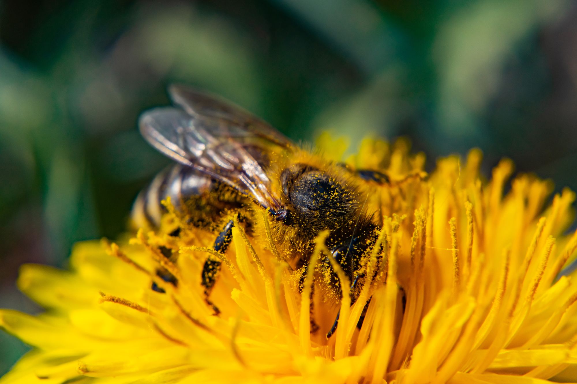 honey bee on dandelion