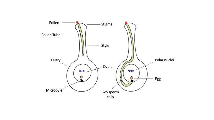pollen transfer in ovule