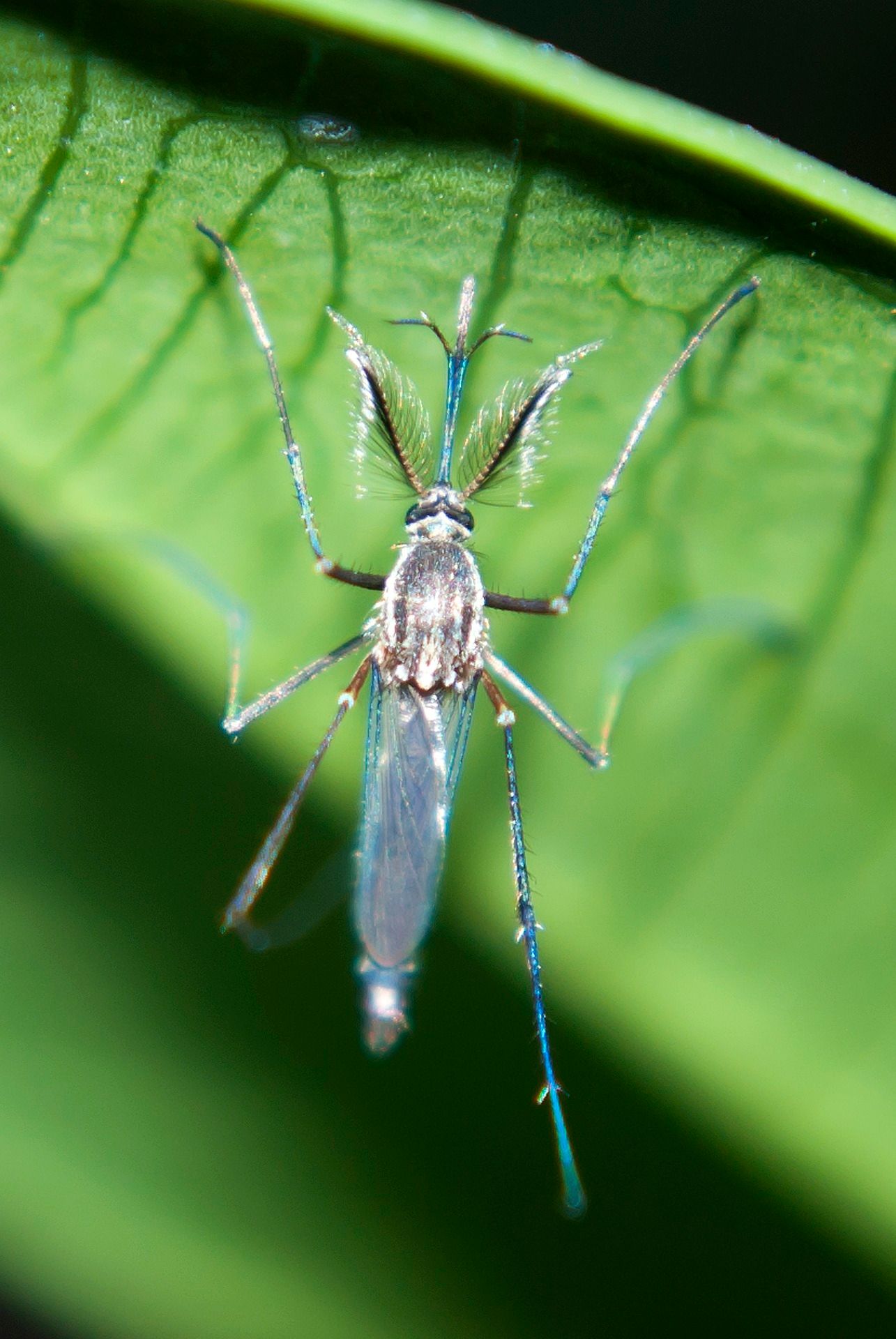 male mosquito