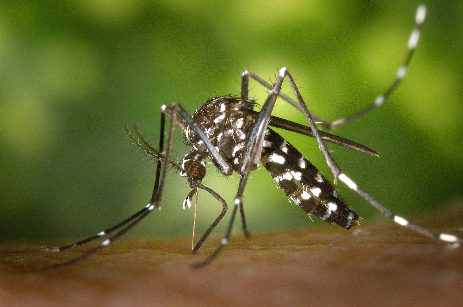 colorful scales on mosquito