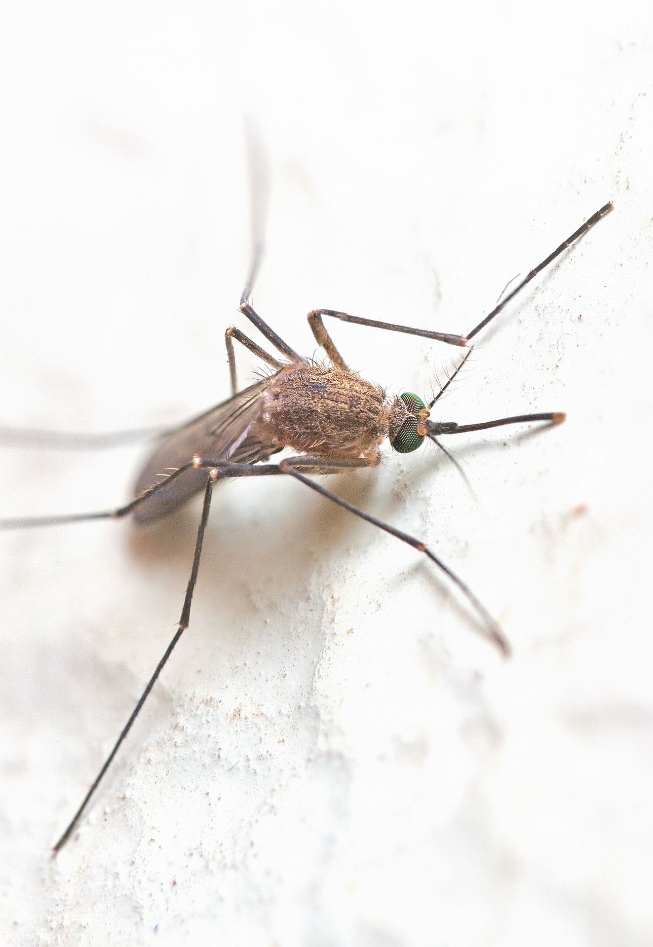 mosquito