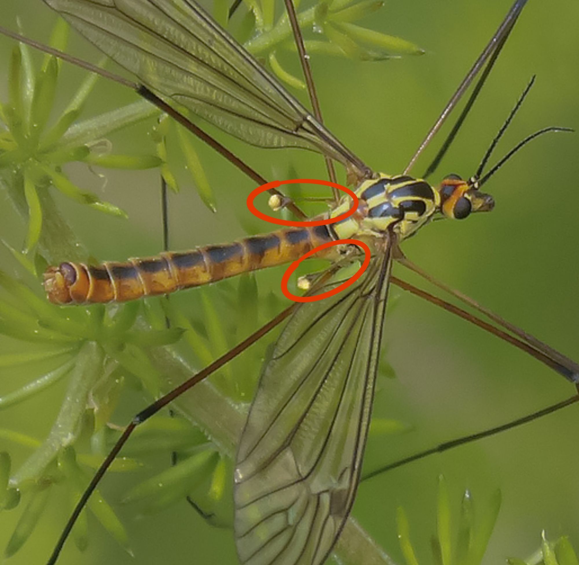 halteres on crane fly