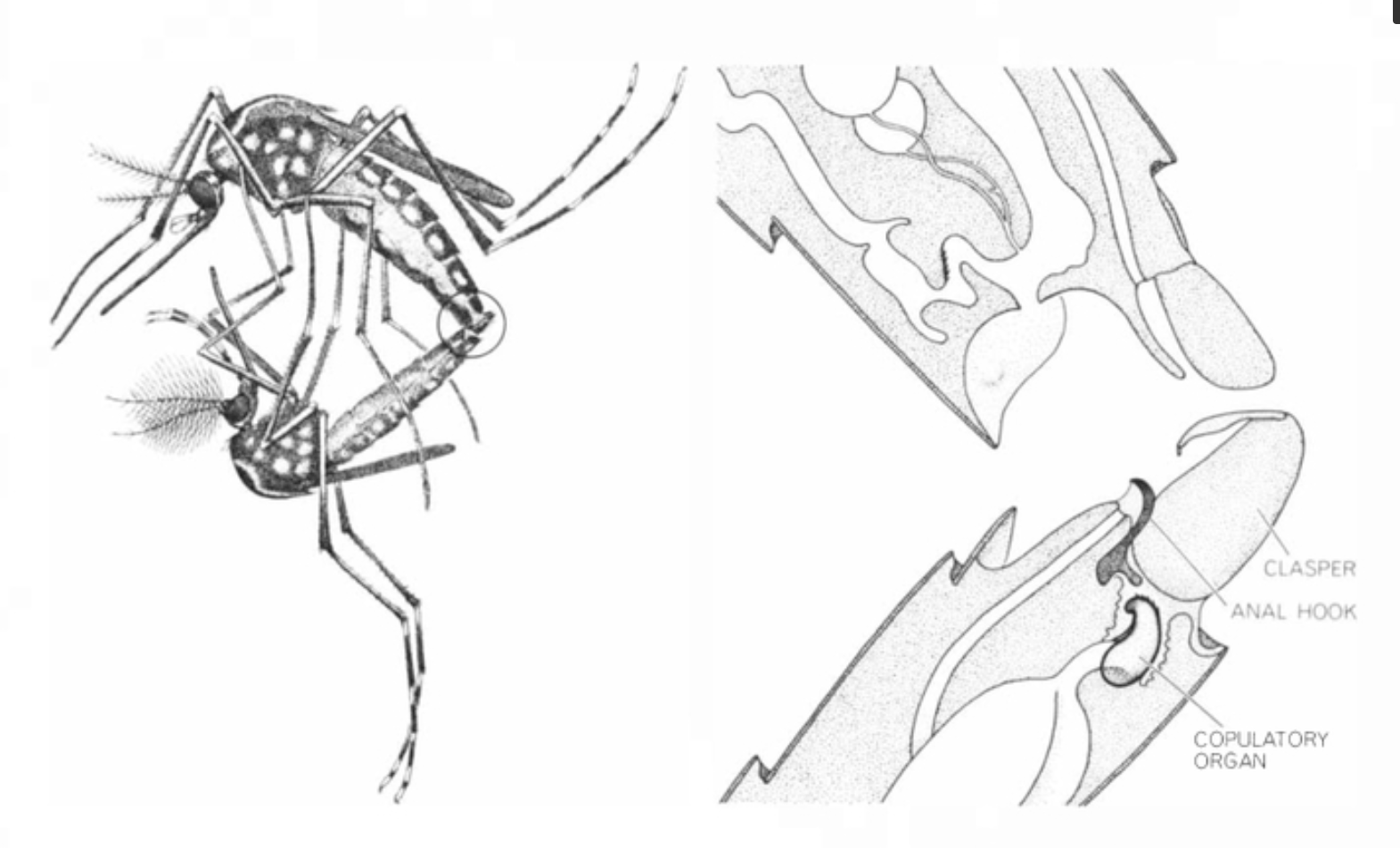 mating mosquitoes