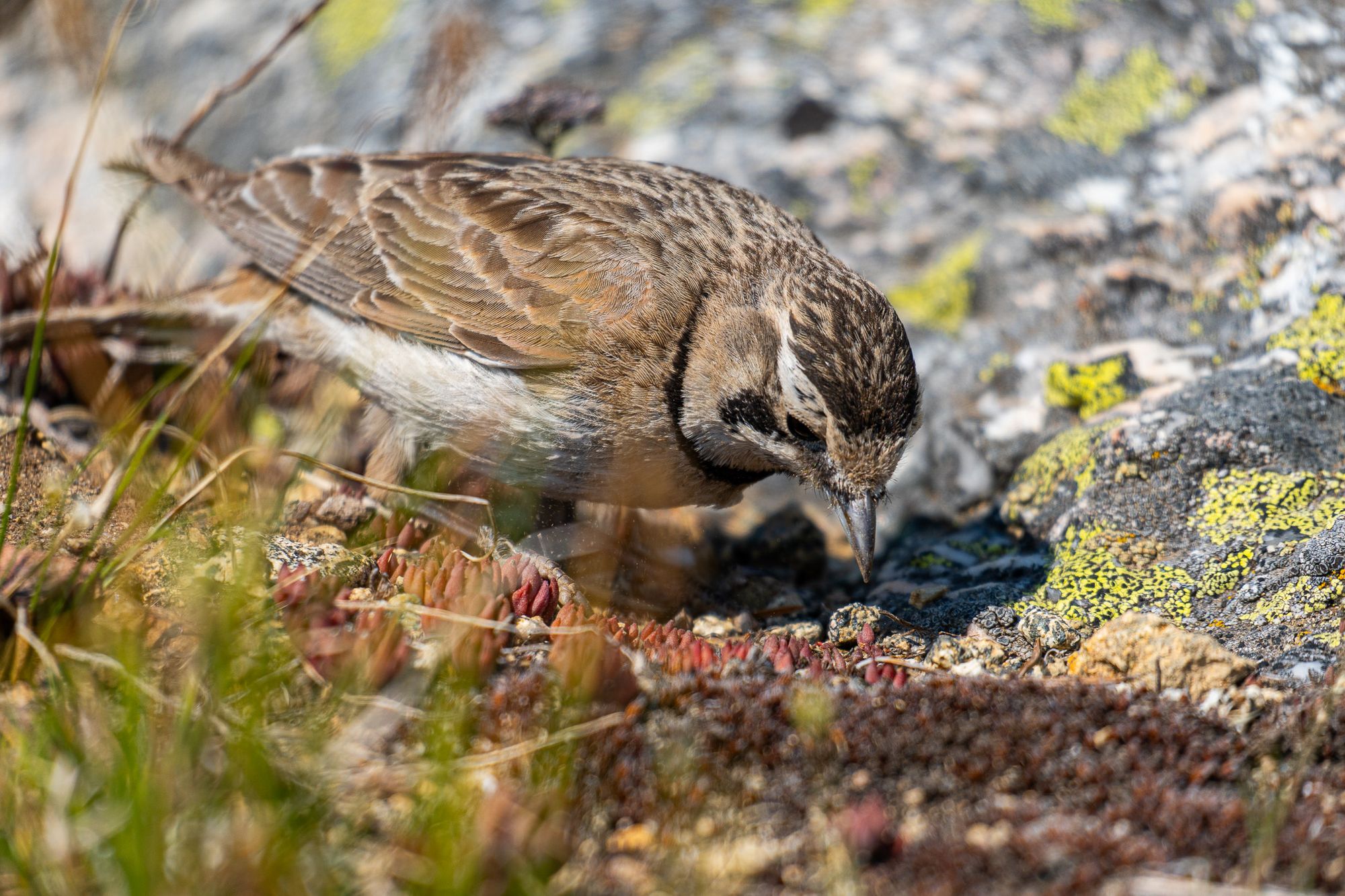 horned lark