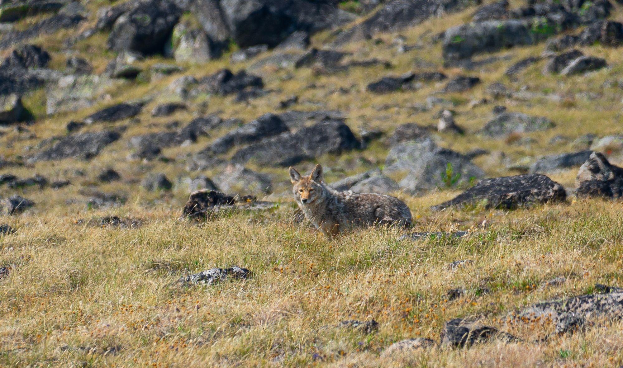 coyote