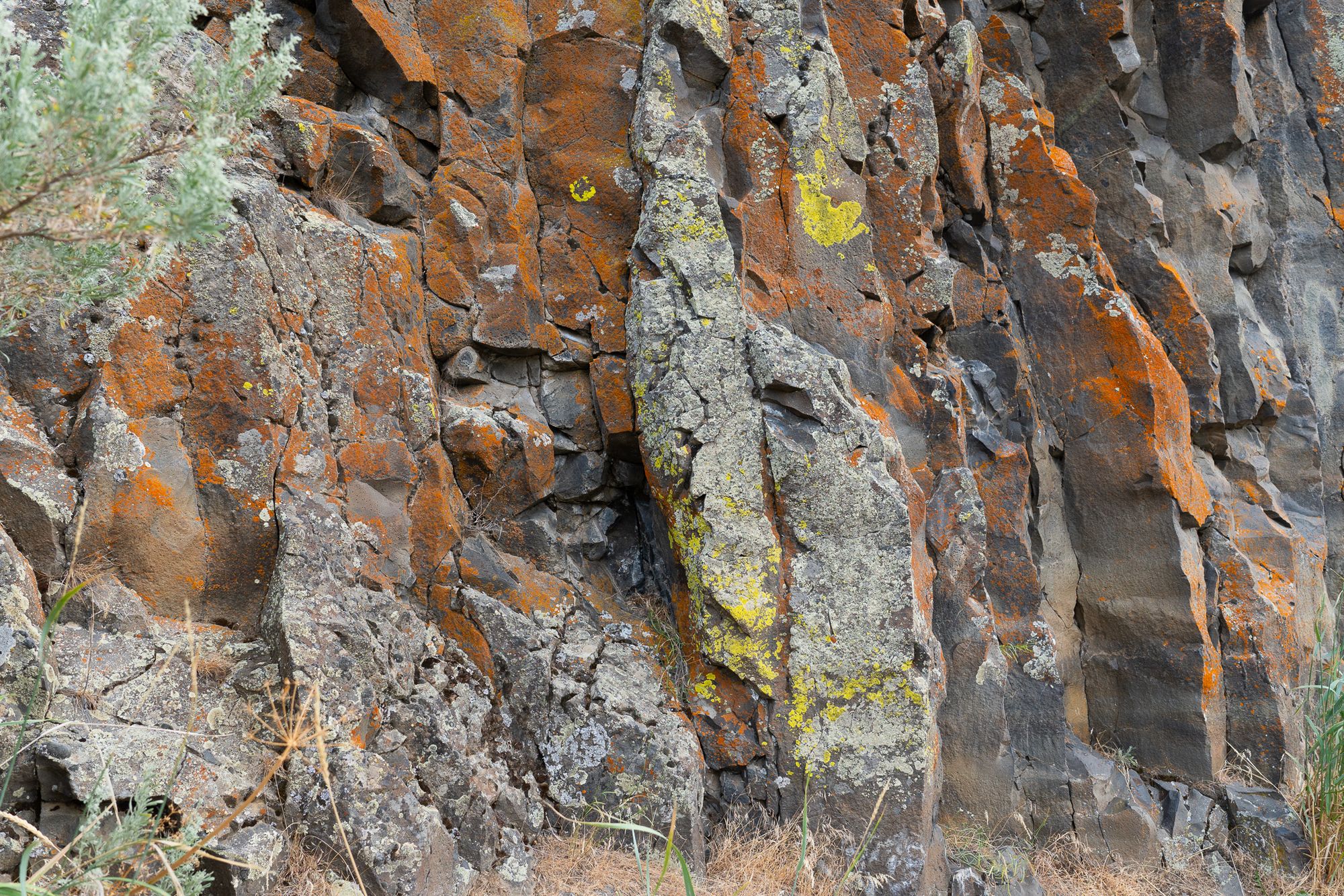 lichens on basalt