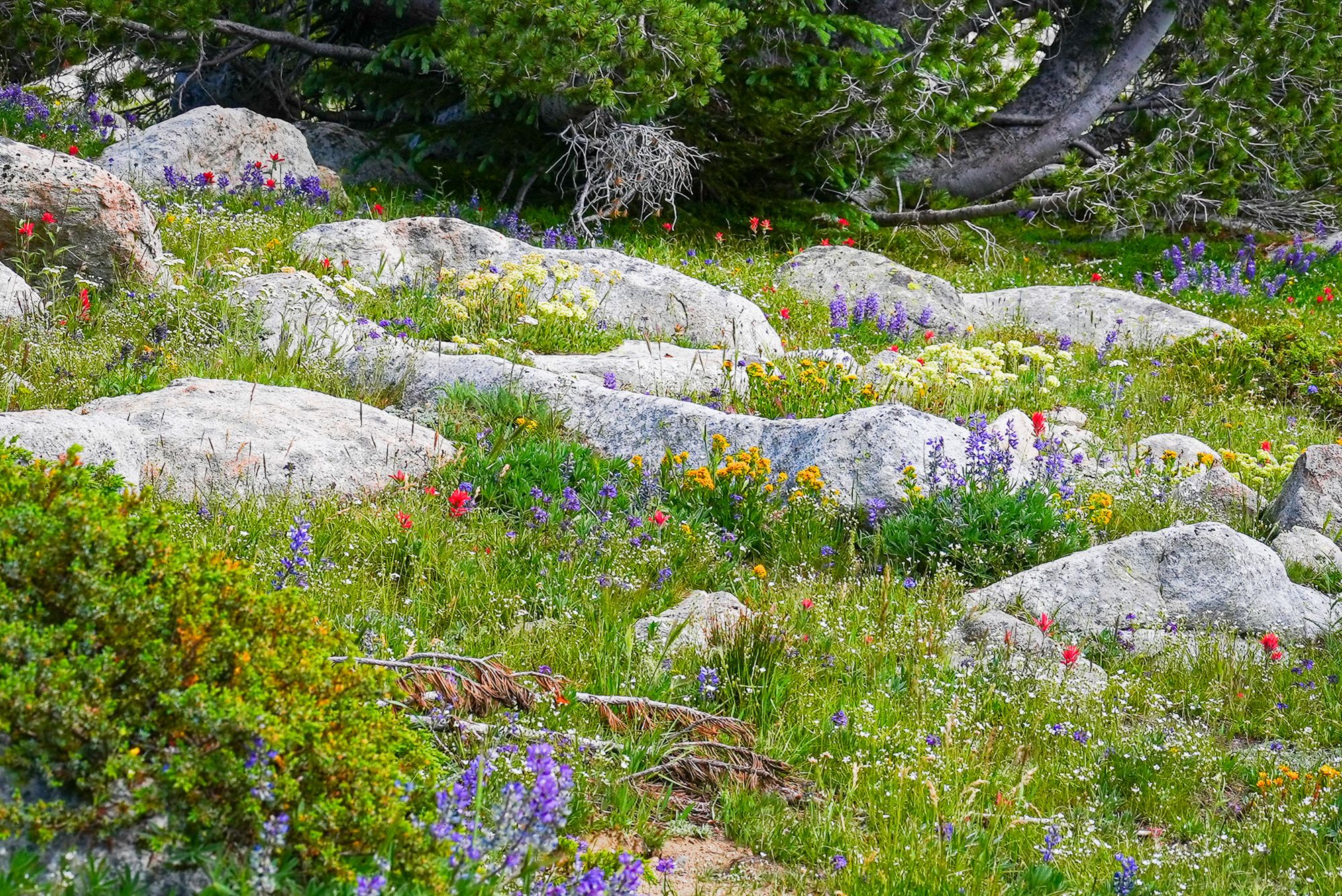 wildflower displays