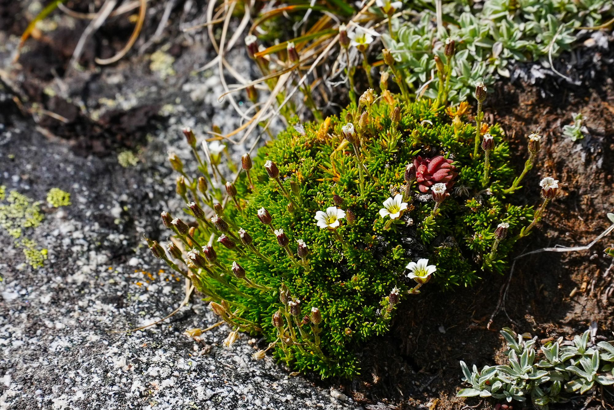 saxifrage