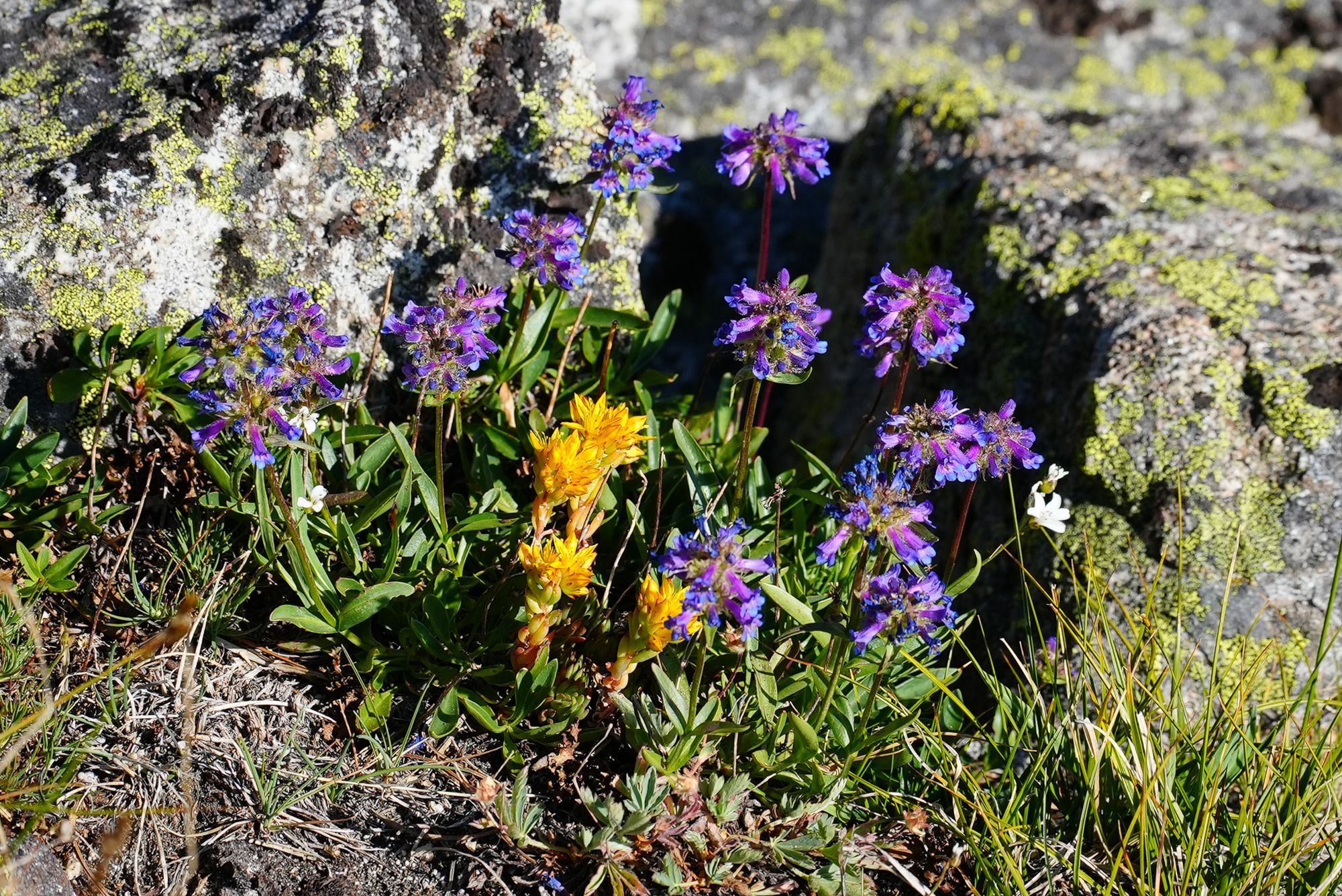 alpine flowers