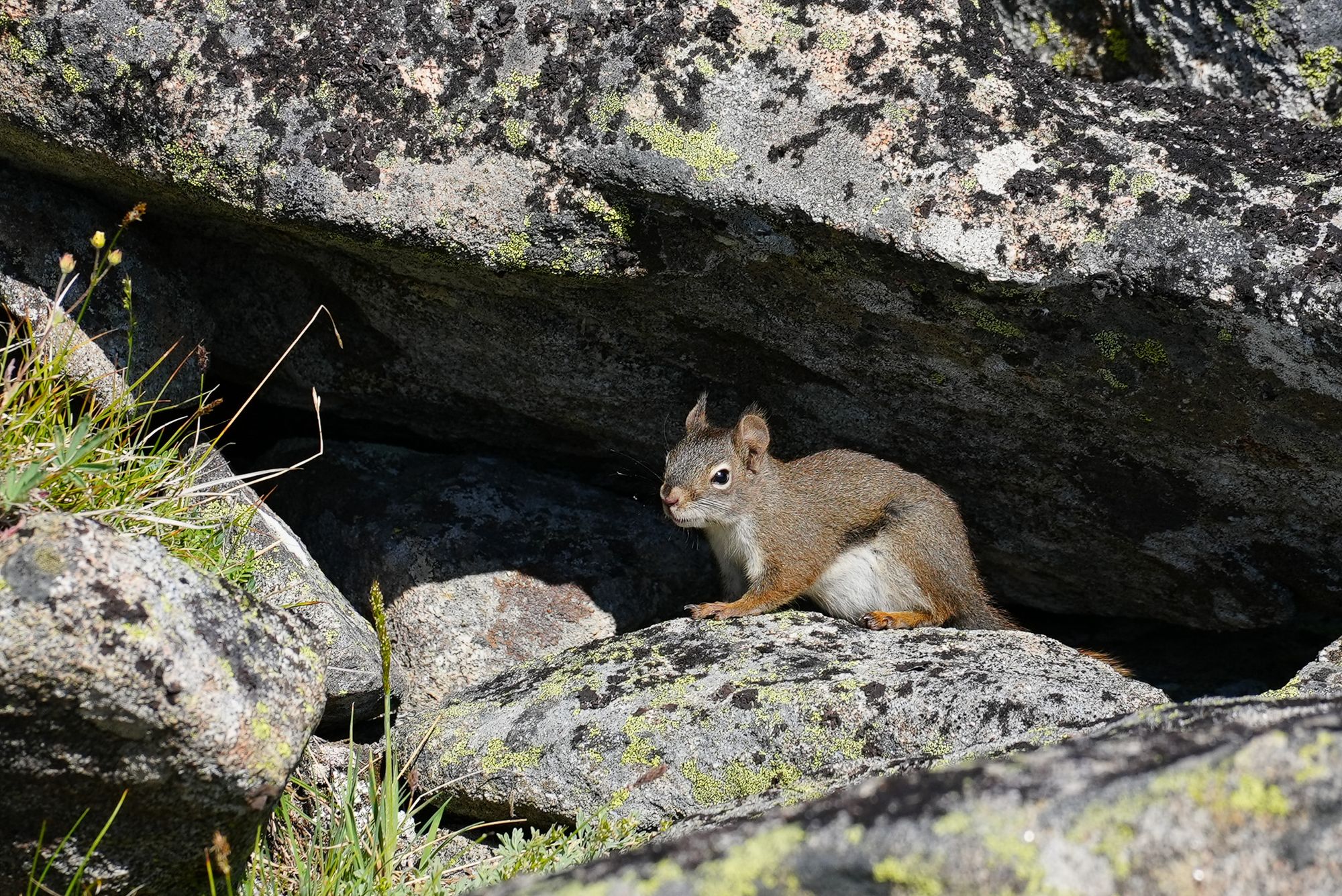 red squirrel