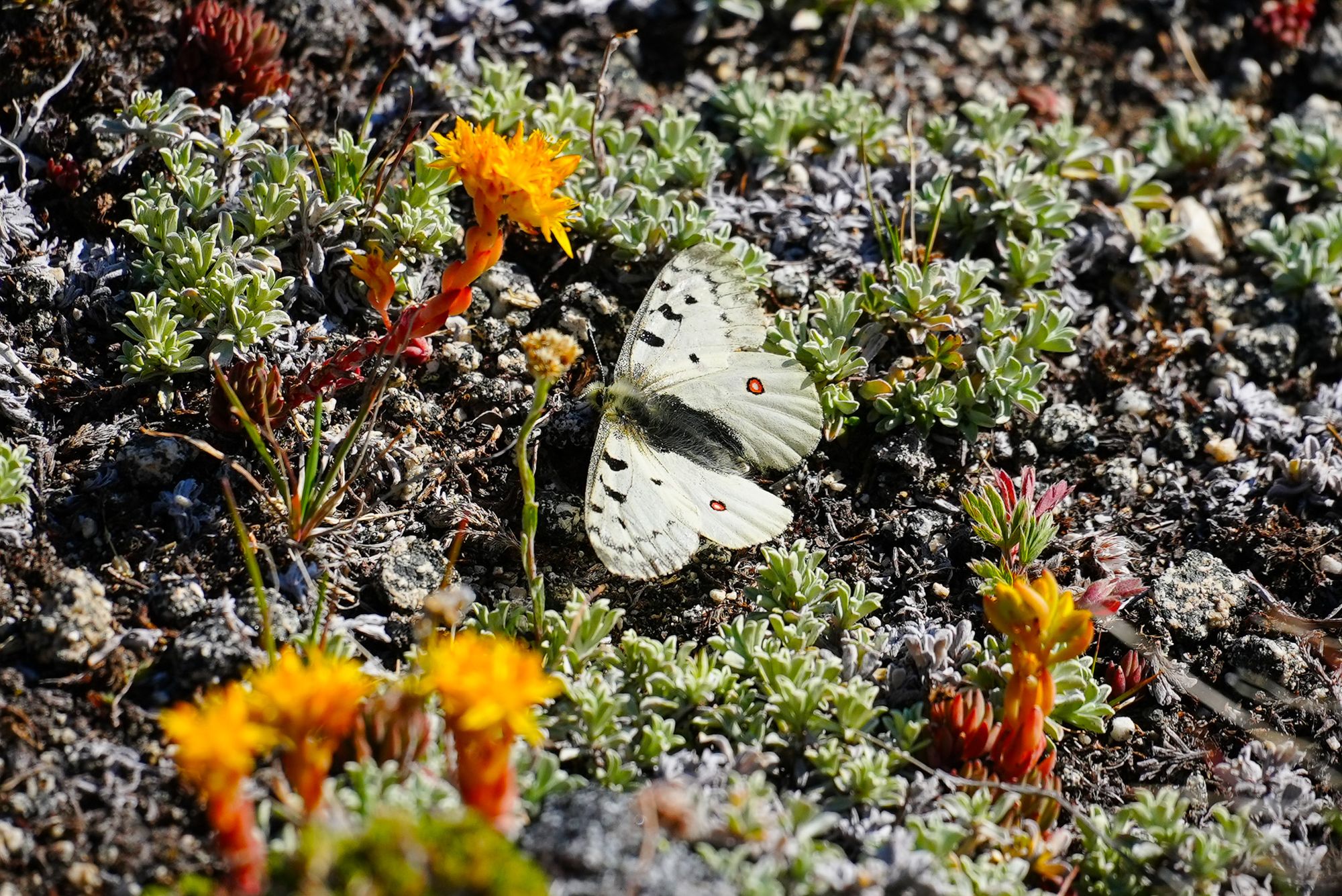 alpine butterfly