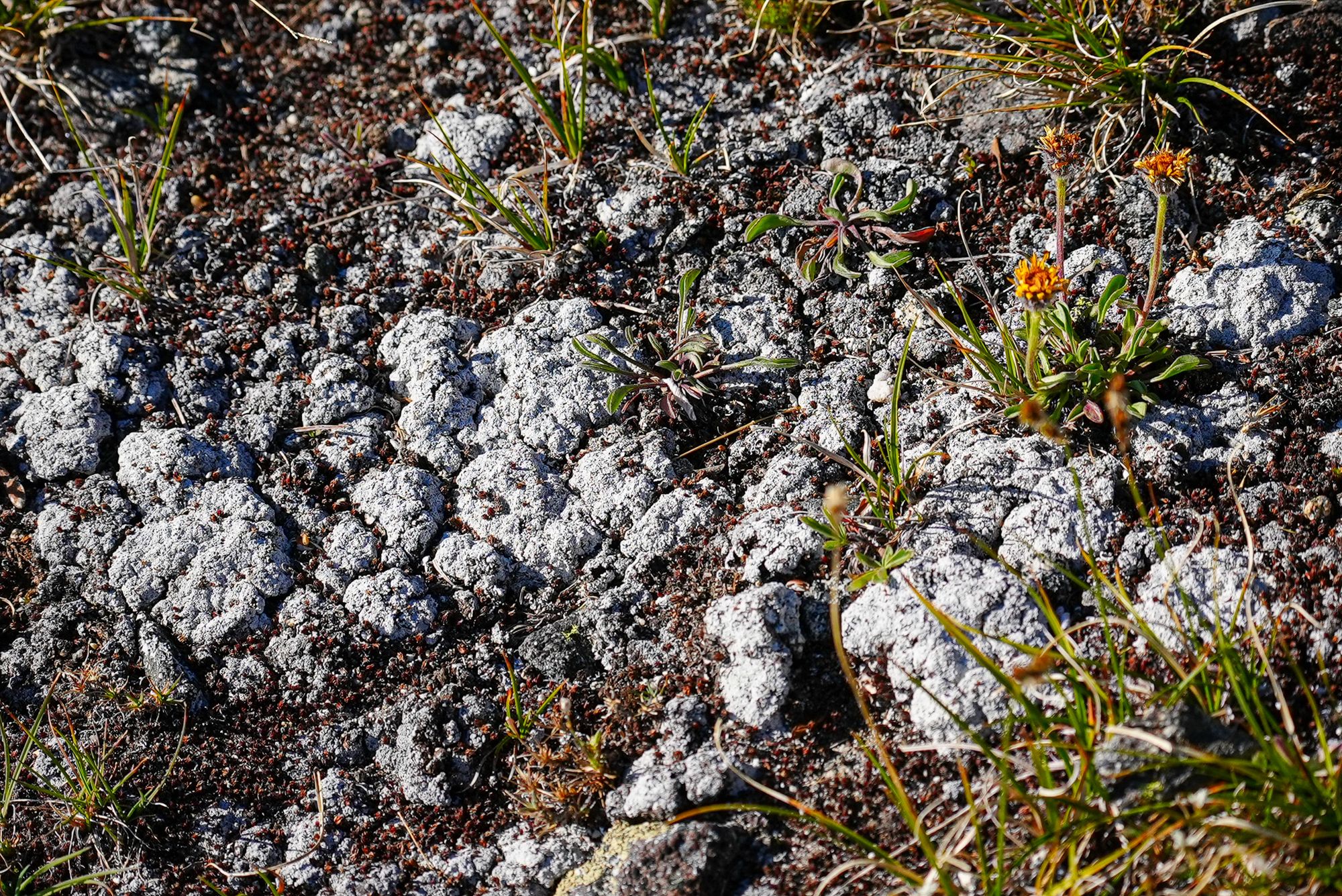cryptogamic crust