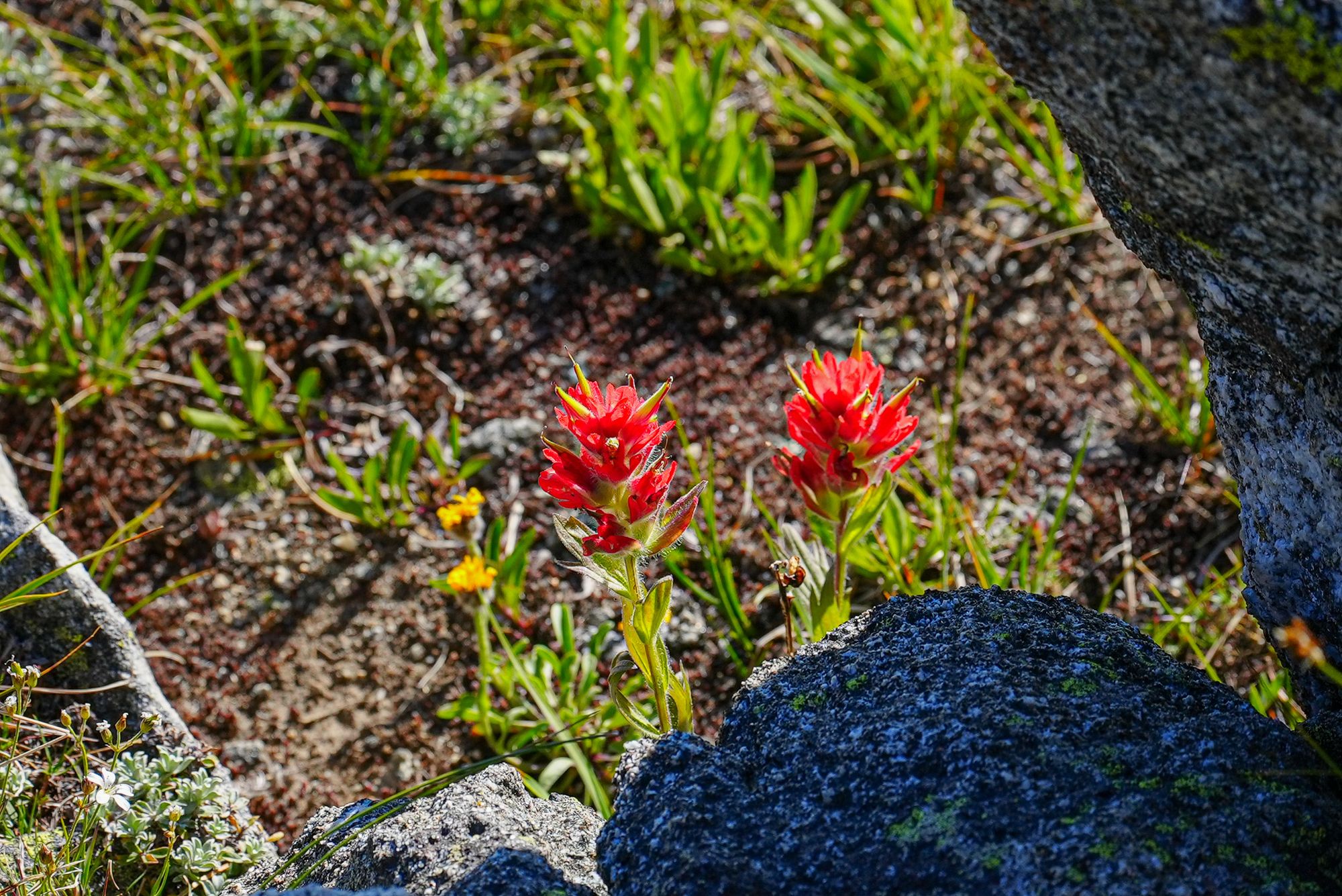 paintbrush
